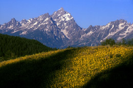 Grand Teton National Park with wildflowers