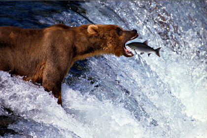 Thomas Mangelsen Artic Dance